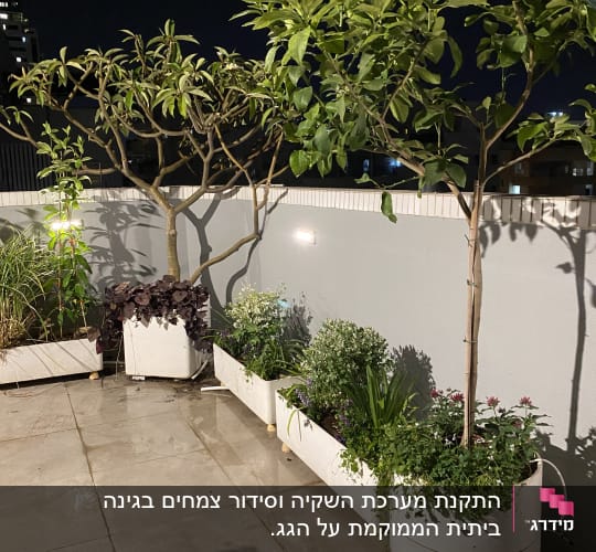 עציצים עם צמחים ירוקים ופרחים על מרפסת בלילה